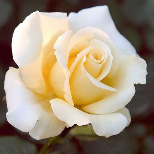 Rosa Elina ® - giallo - rose ibridi di tea